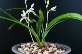 秋季把爆盆的兰花分株以后，怎么养快速服盆而不烂根退草？图片