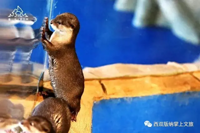 懒腰app逾期，森林公园湄公河水底世界门票多少价钱
