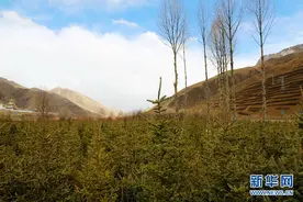 一棵树一片情 千亩林木绘就新玉树美丽画卷图片