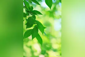 “首届和谷之夏森林音乐节”蓄势来袭，与众星一起海阔天空图片