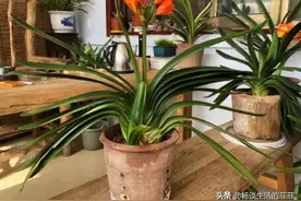 说说我的养植君子兰观点图片