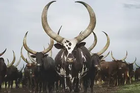 牛角近三米，牛尿用来洗漱和染发，长角牛和奇特主人的田园牧歌图片