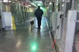 没人领养的流浪狗走向安乐死室，它依然很乖，不吵闹也不挣扎图片