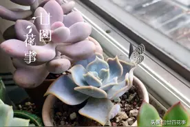 多肉发现小蝴蝶，可别怜香惜玉，有多少灭多少，灭完还得全身检查图片