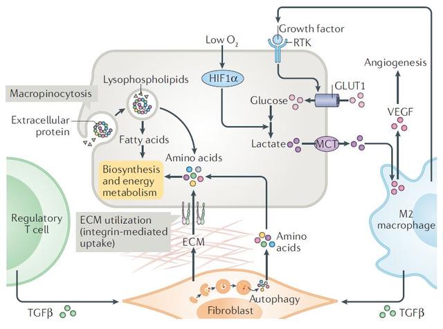 代谢调控与细胞增殖