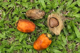 6000万中国人咀嚼的“软性毒品”槟榔，造了一大批“割脸人”图片