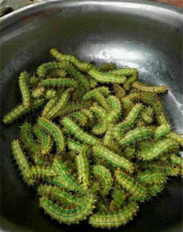 这种毛毛虫叫"洋辣子",是农业最大害虫,喜欢吃农作物!