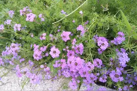 路边的野花你不要采，不要踩图片