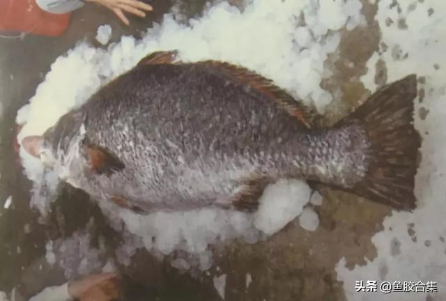 赤嘴鳘鱼胶功效作用 2026年赤嘴鳘鱼胶是什么鱼 赤嘴鳘鱼胶功效作用 2026年赤嘴鳘鱼胶是什么鱼