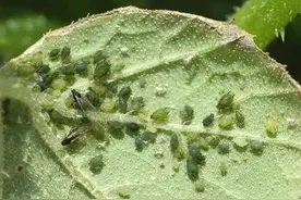 蔬菜上有虫，不用农药治，我来告诉你用什么！图片