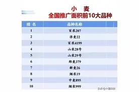 全国小麦品种，这10个品种最牛！种植面积前十小麦品种图片