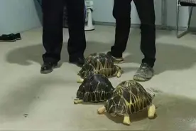 济南民工捡拾三只“怪龟”，竟是国家一级保护动物！民警：已妥善安置图片