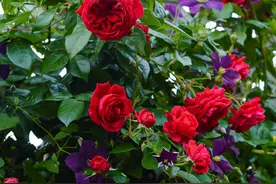 适合新手的“两种月季”，沾土就活，皮实耐看，轻松攀成“花墙”图片