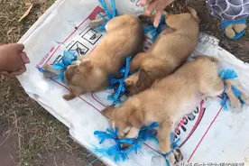 大妈在街边卖狗，3只小狗被绑住，男子好心救狗，却被当成冤大头图片