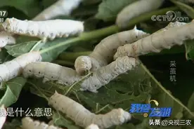 蚕茧取不好，价格能差30倍！这个采茧机太牛了图片