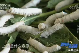 蚕茧取不好，价格能差30倍！这个采茧机太牛了图片