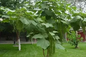 庭院绿化常用树种，梓树图片