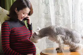 辟谣，怀孕要远离猫！做好这5点怀孕也可以和猫和平相处图片