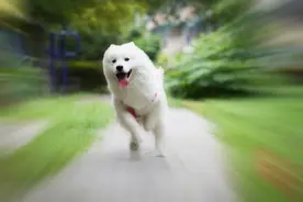 头条上好多爱狗的都养几条狗，这合规吗？图片