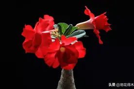 沙漠玫瑰花色艳丽，然而有时候掉叶卷曲，原因何在？图片