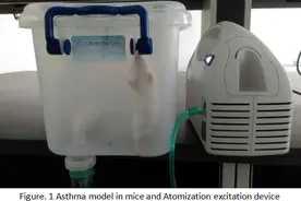 哮喘小鼠模型的构建方法图片