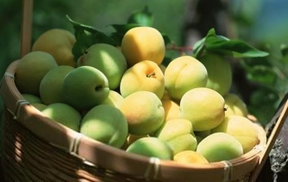 日本流行的梅酒，其实是从中国传入，连原料的中日发音都几乎一样