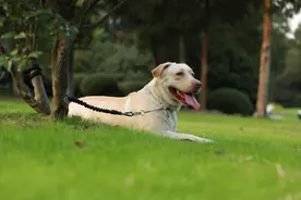 狗狗一生中，最讨厌这5种声音，宠主们要知晓图片