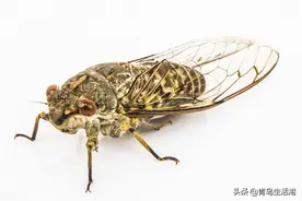 蝉，青岛当地叫“截流”。主要有三种，知道叫什么名字吗图片
