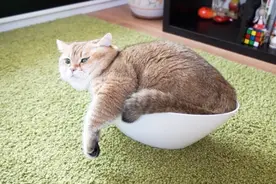 为什么说猫咪是液体形成的？看到这只猫躺在碗里姿势，我就知道了