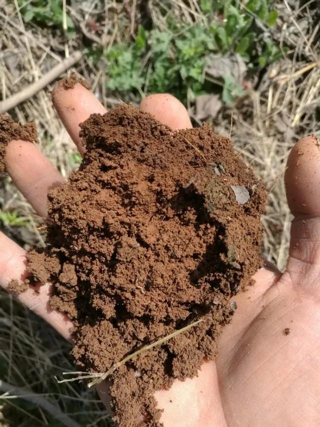 又一波降雨到来，果园管理应该注意什么？