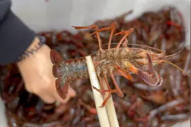 小龙虾分青色和红色，到底怎么选？弄懂以后，才知道区别很大图片