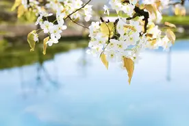 来费县赴一场与梨花的约会图片