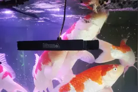 养鱼人必读：亚硝酸盐和氨是如何产生的，它们对观赏鱼有什么影响图片