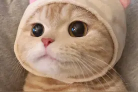 可爱猫咪头像、表情包分享图片