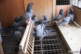 我的养鸽子的童年往事图片
