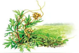 《本草精荟》：固精缩尿：菟丝子的功效与应用图片