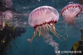 一部高分纪录片，万万没想到，章鱼居然这么聪明这么萌图片