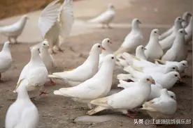 幼鸽哺育靠种鸽影响下一窝？保姆鸽至关重要图片
