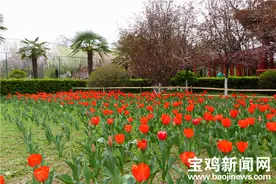 宝鸡：“郁”见春色 近10万朵郁金香绽放迎客图片