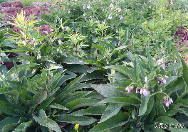 有关俄罗斯饲料菜畜牧价值，你想知道的都在这里了