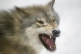 寒夜打狼记图片