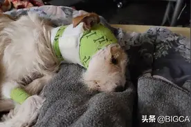 加拿大猞猁频繁袭击狗，科学家：这种现象很不寻常图片