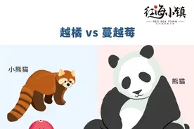 小熊猫 ≠ 熊猫，“野生蔓越莓”就是蔓越莓吗？NO!NO!NO图片