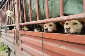 达州跟踪3天救600狗后续：被“甩锅”的流浪动物救助站 争议中前行图片