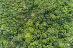 我国也有热带雨林？面积不过亚马逊的冰山一角，在我国却弥足珍贵图片