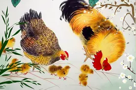 高玉琴：鸡这一辈子图片