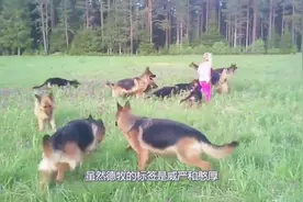 这小女孩真有安全感，被14只德牧寸步不离的保护，好羡慕她视频封面