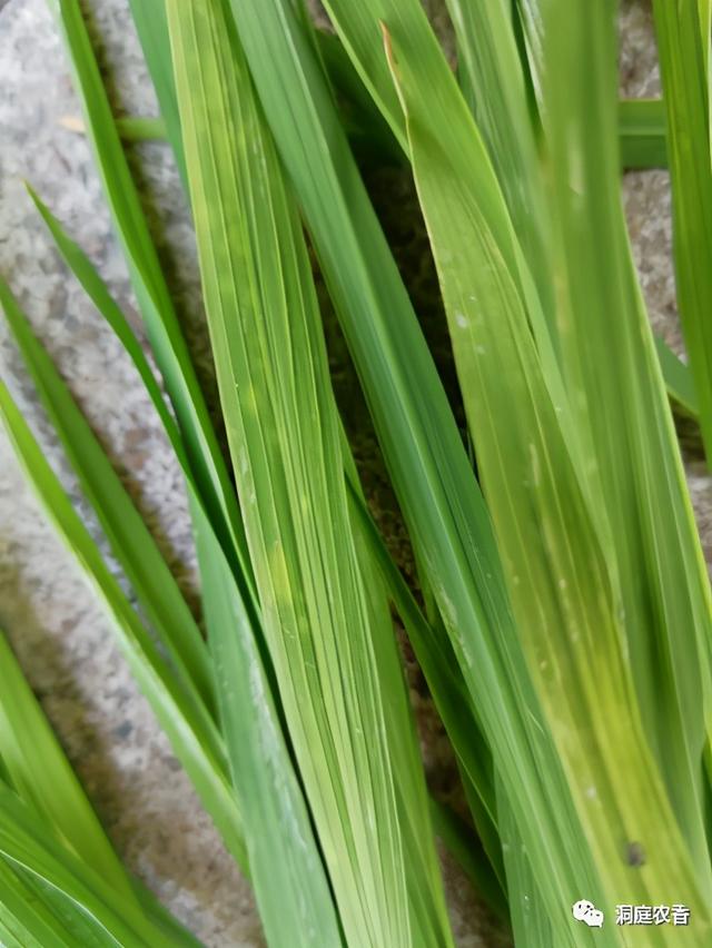 你知道如何正确“避雷”吗？水稻田除草剂药害识别与规避（二）