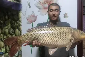 钓鲤鱼我就服这种鱼钩“从不跑鱼”伊势尼千又等钩都要靠边站图片