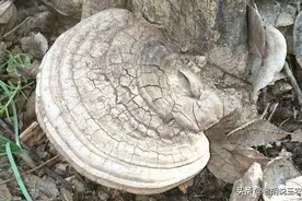 卖260元一斤的树舌究竟是何方“神圣”？原来树舌也是“宝”图片